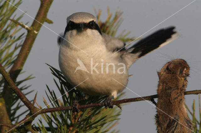 Great Grey Shrike (Lanius excubitor)