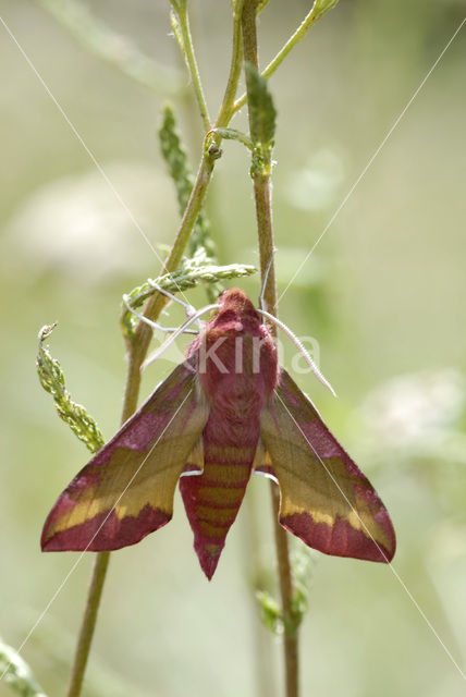 Klein avondrood (Deilephila porcellus)