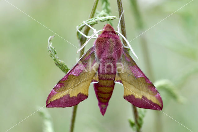 Klein avondrood (Deilephila porcellus)