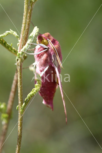 Klein avondrood (Deilephila porcellus)