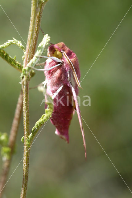 Small Elephant Hawk-moth (Deilephila porcellus)