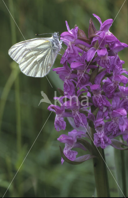 Klein geaderd witje (Pieris napi)