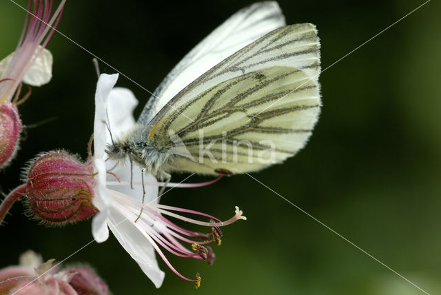 Klein geaderd witje (Pieris napi)