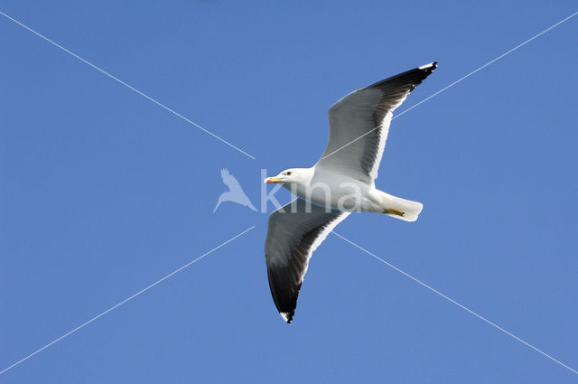 Lesser Black-backed Gull (Larus fuscus)