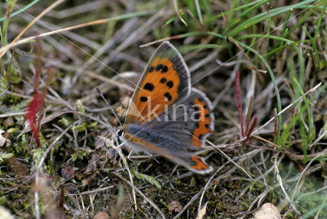 Kleine vuurvlinder (Lycaena phlaeas)