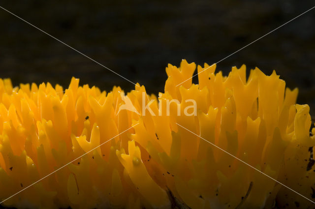 Kleverig koraalzwammetje (Calocera viscosa)