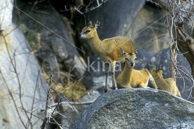 Klipspringer (Oreotragus oreotragus)