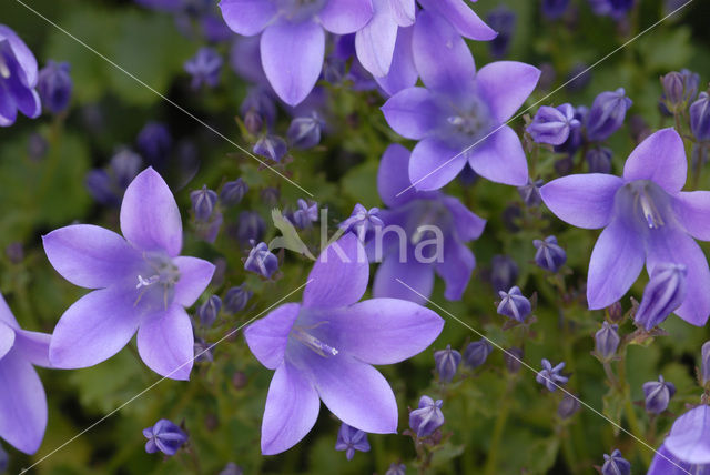 Bellflower (Campanula spec.)
