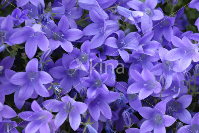 Klokje (Campanula spec.)