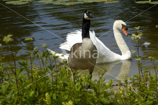 Knobbelzwaan (Cygnus olor)