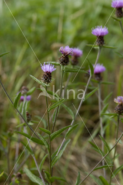 Brown Knapweed (Centaurea jacea)