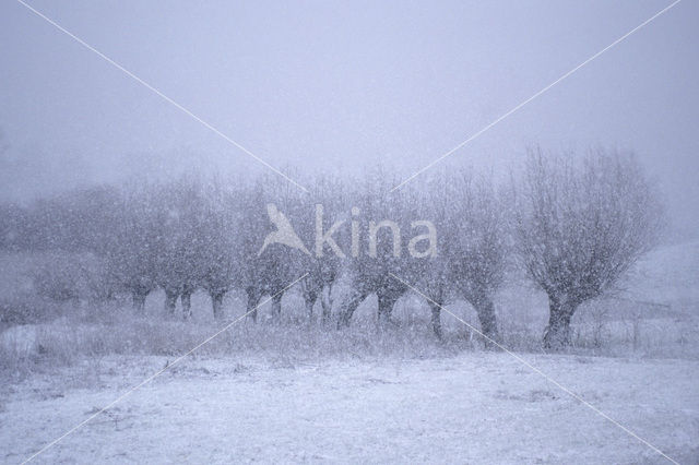 Knotwilg (Salix alba)