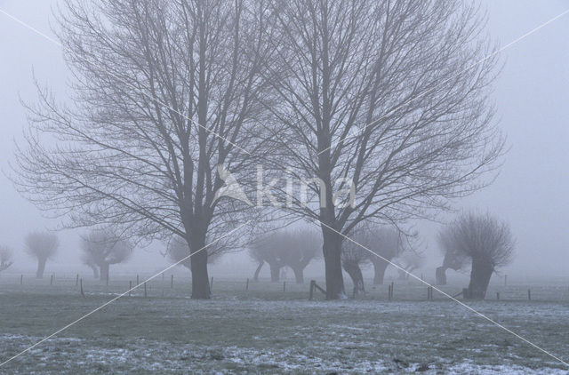 Knotwilg (Salix alba)