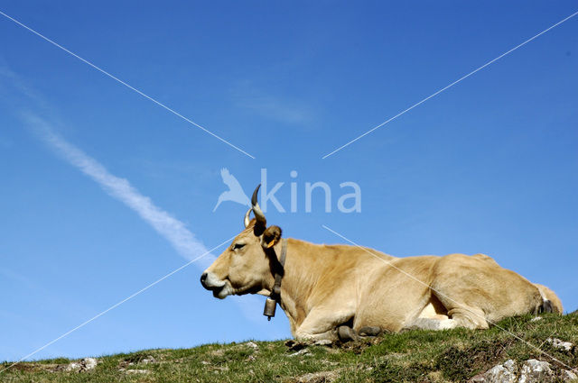 Cow (Bos domesticus)