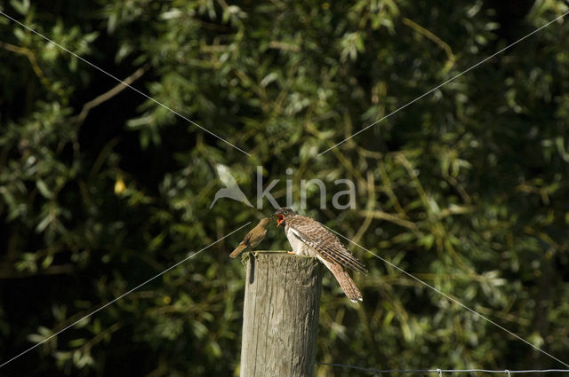 Common Cuckoo (Cuculus canorus)