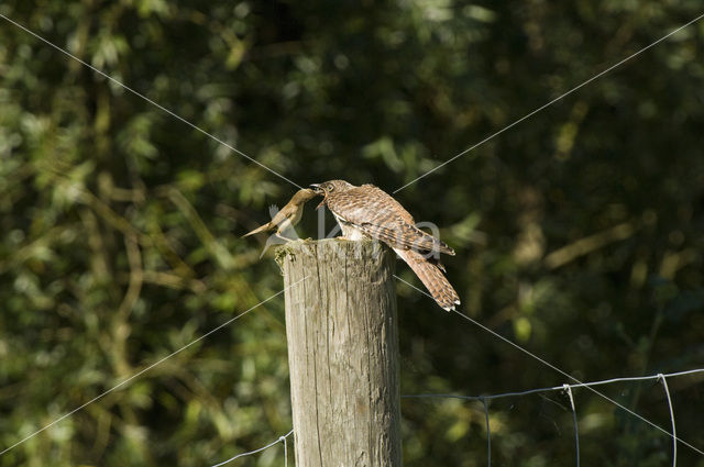 Common Cuckoo (Cuculus canorus)