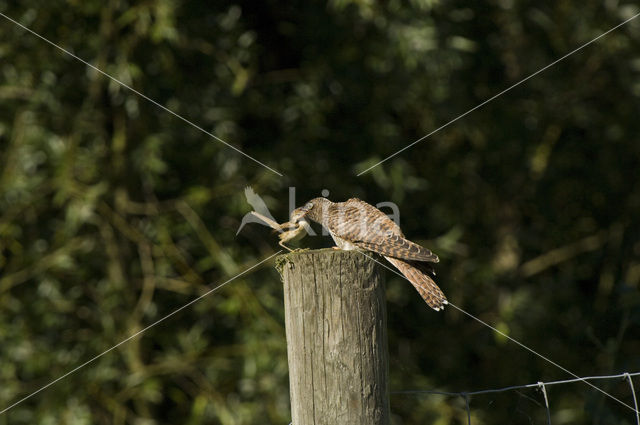 Koekoek (Cuculus canorus)