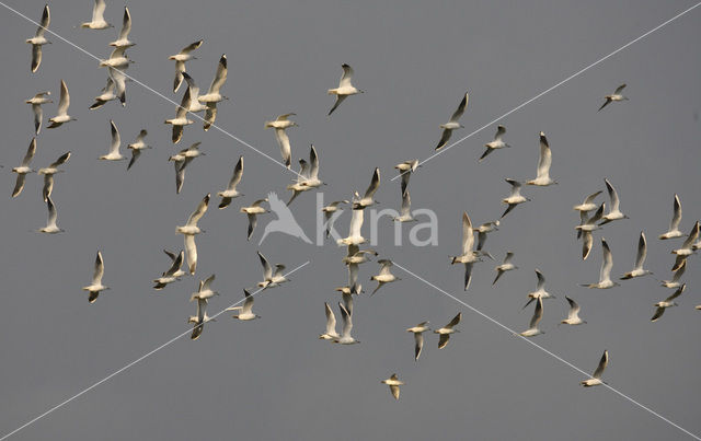 Black-headed Gull (Larus ridibundus)