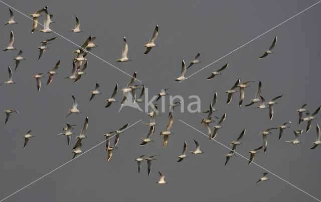 Black-headed Gull (Larus ridibundus)