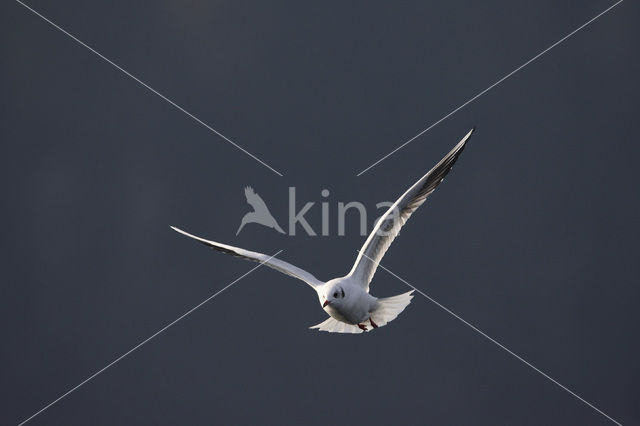 Black-headed Gull (Larus ridibundus)