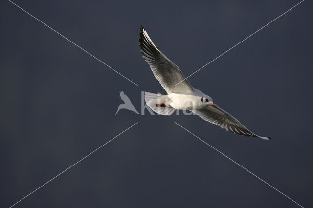 Black-headed Gull (Larus ridibundus)