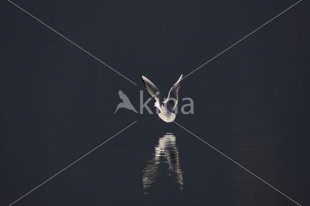 Black-headed Gull (Larus ridibundus)