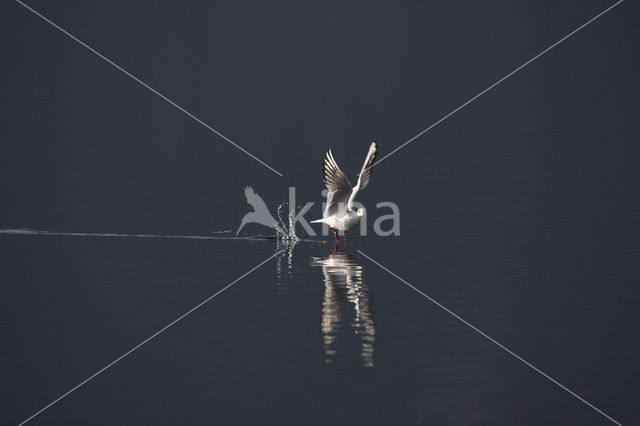 Black-headed Gull (Larus ridibundus)