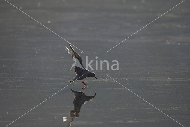 Black-headed Gull (Larus ridibundus)