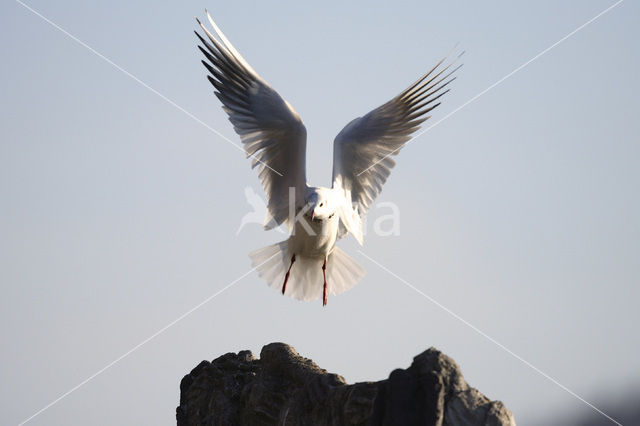 Black-headed Gull (Larus ridibundus)