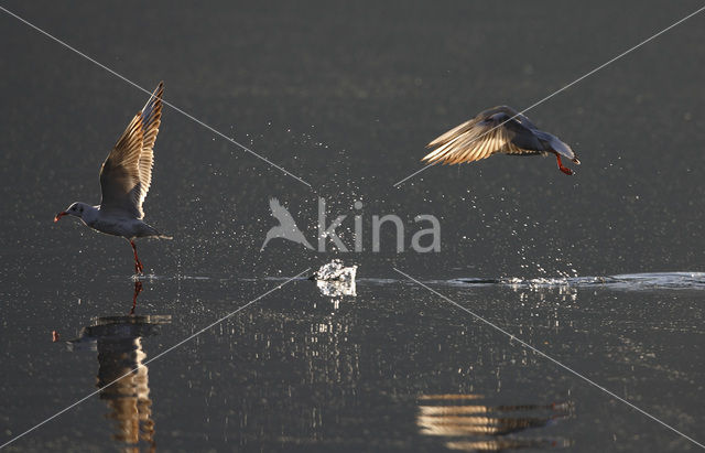 Black-headed Gull (Larus ridibundus)