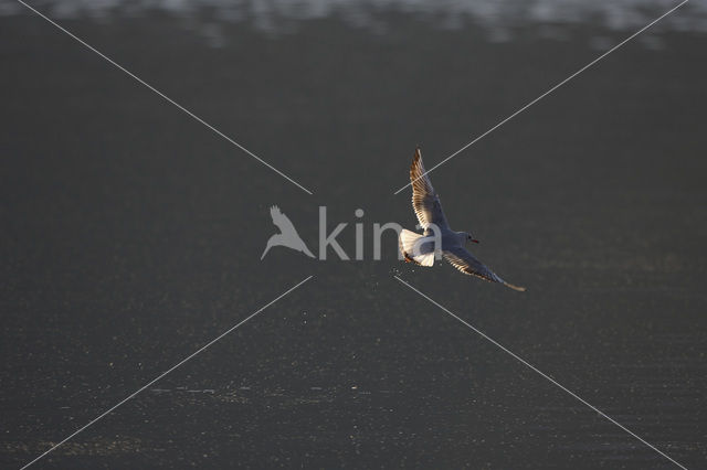 Black-headed Gull (Larus ridibundus)