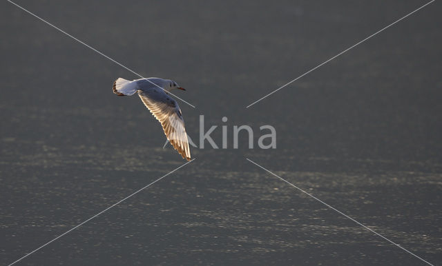 Black-headed Gull (Larus ridibundus)