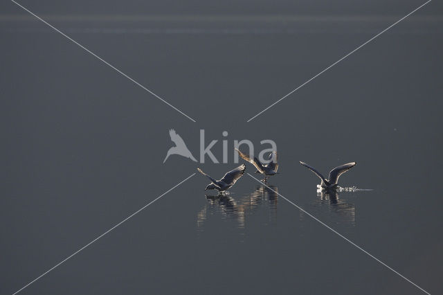 Black-headed Gull (Larus ridibundus)