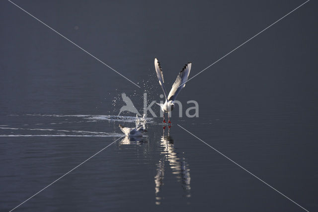 Black-headed Gull (Larus ridibundus)