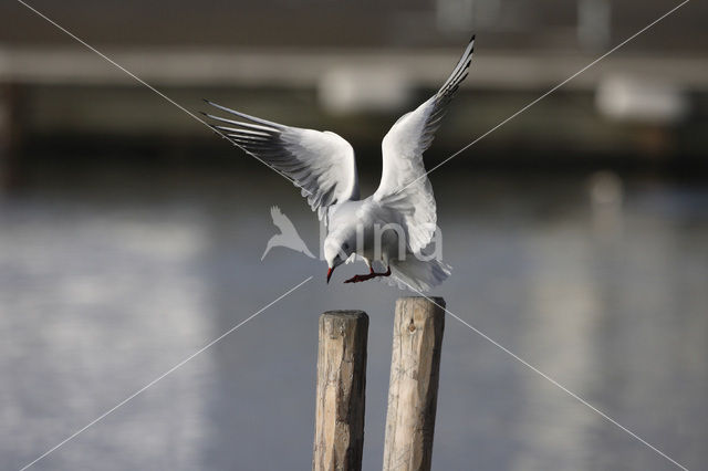 Black-headed Gull (Larus ridibundus)