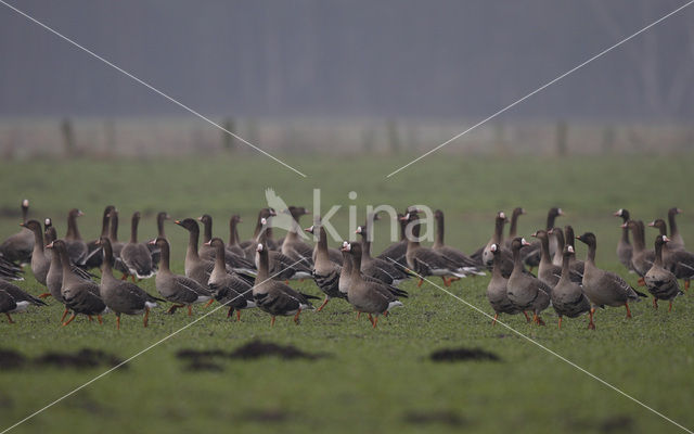 White-fronted goose (Anser albifrons)