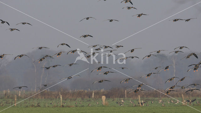 White-fronted goose (Anser albifrons)