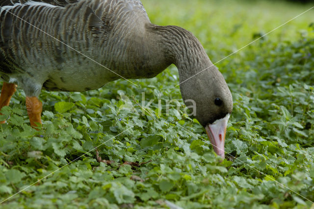 White-fronted goose (Anser albifrons)