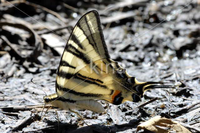 Koningspage (Iphiclides podalirius)