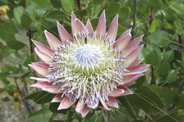 Koningsprotea (Protea cynaroides)