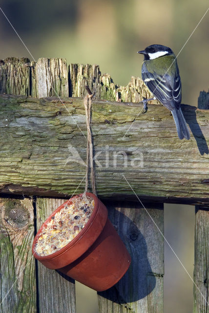 Koolmees (Parus major)