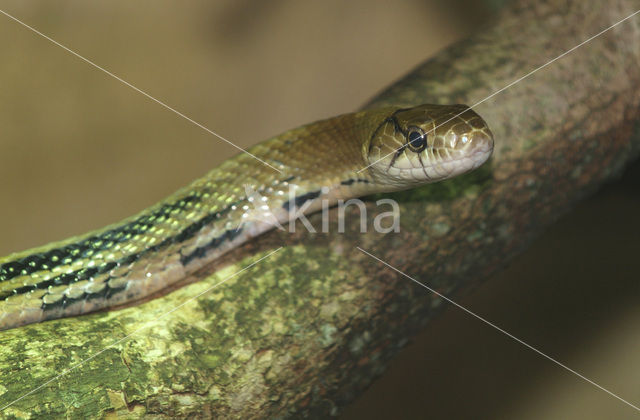 Koperkop rattenslang (Elaphe radiata)