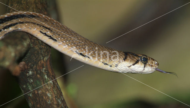 Copperhead Ratsnake (Elaphe radiata)