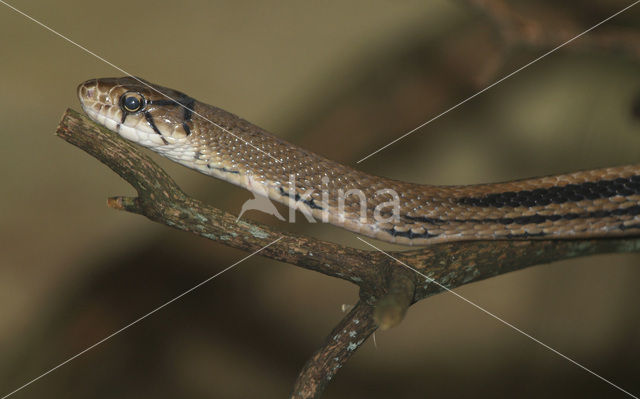 Koperkop rattenslang (Elaphe radiata)