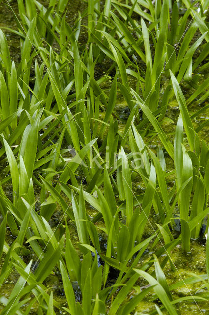 Krabbescheer (Stratiotes aloides)