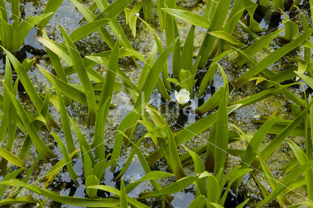 Krabbescheer (Stratiotes aloides)