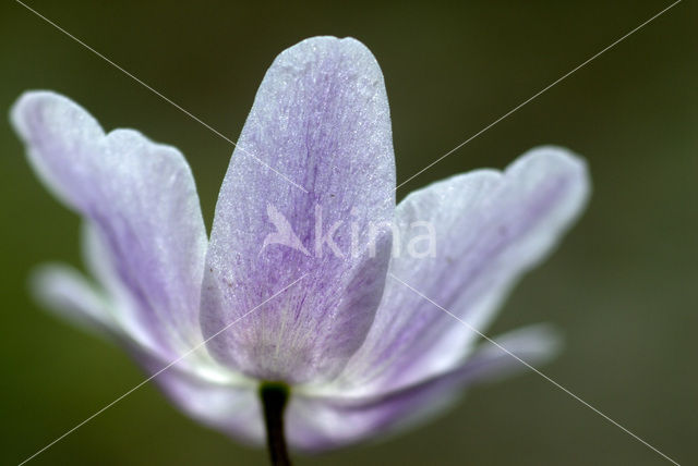 Krokus (Crocus spec.)