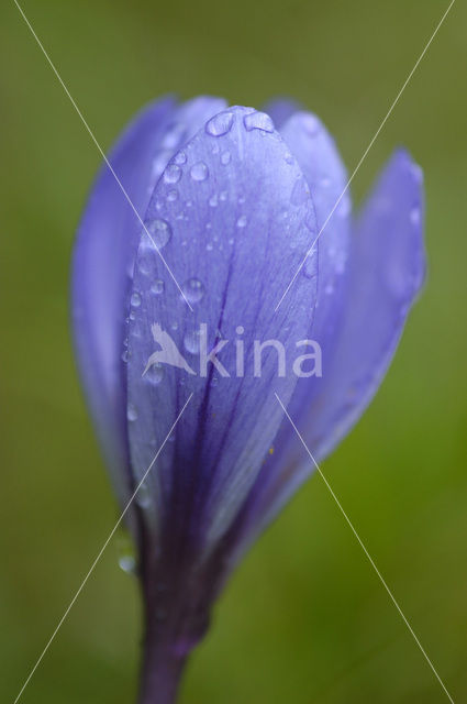 Crocus (Crocus spec.)