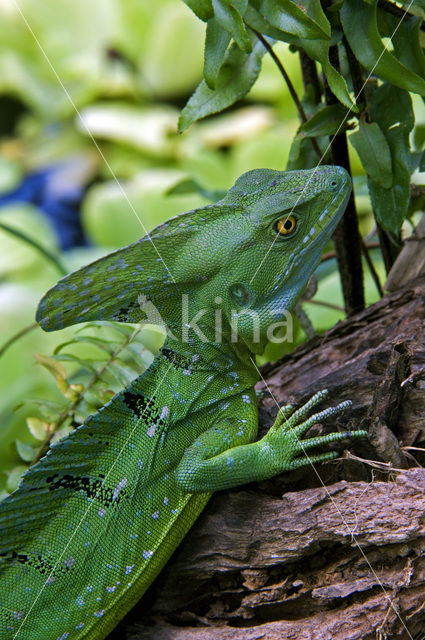 green basilisk (Basiliscus plumifrons)