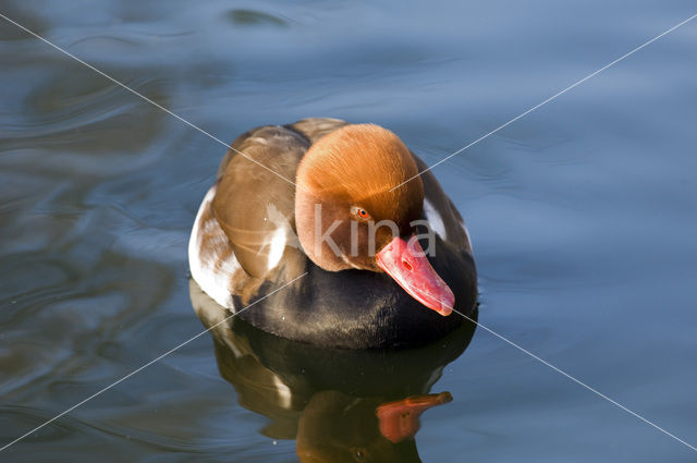 Red-crested Pochard (Netta rufina)